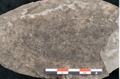 Foto (Detailansicht) von Ficus deschmanni Ettingshausen (NHMW-GEO-2024-0188-7987)